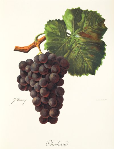 Raisin Chichaud par J. Troncy - Jules Troncy