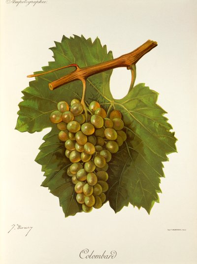 Colombard - Jules Troncy