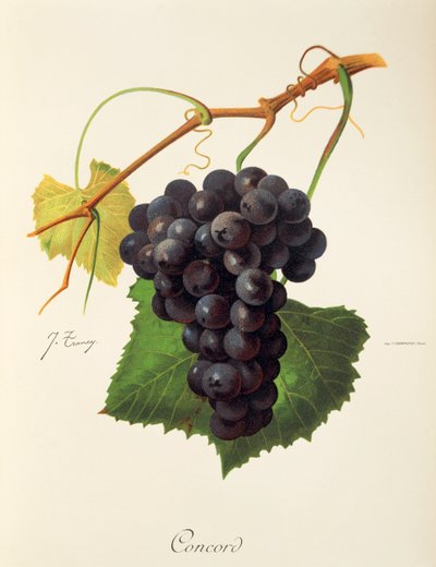 Raisin Concord - Jules Troncy