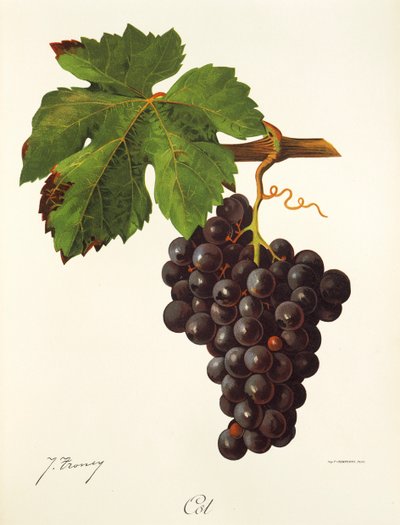 Raisin Cot - Jules Troncy