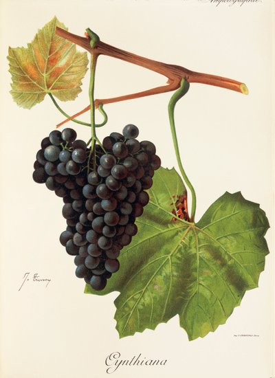 Raisin Cynthiana par J. Troncy - Jules Troncy