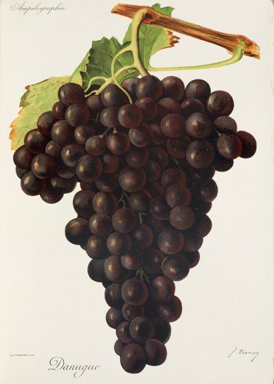 Raisin Danugue - Jules Troncy