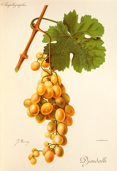 Raisin Djendalli - Jules Troncy