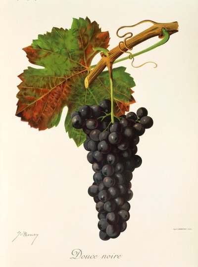 Raisin Douce Noire - Jules Troncy
