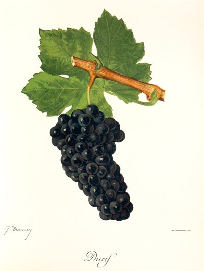 Durif - Jules Troncy