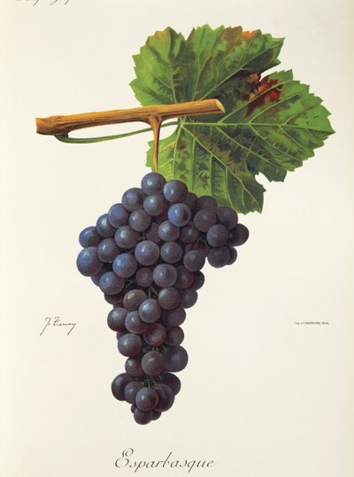Raisin Esparbasque par J. Troncy - Jules Troncy