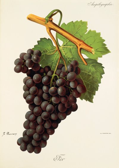 Fer - Jules Troncy