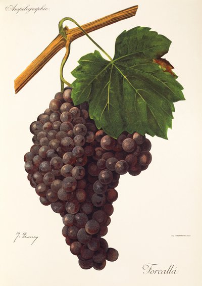 Raisin Forcalla