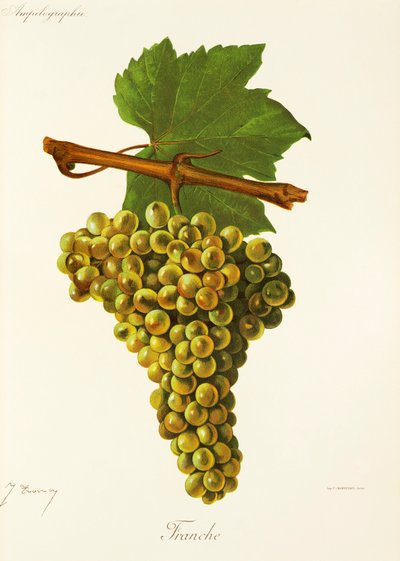 Raisin Franche - Jules Troncy