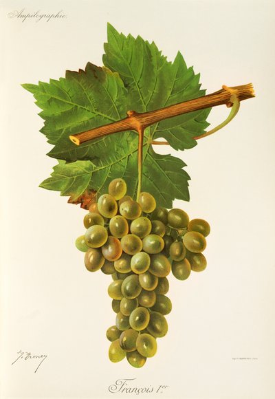 Raisin François Premier par J. Troncy - Jules Troncy