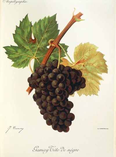 Gamay Tête de Nègre - Jules Troncy
