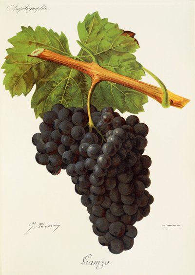 Raisin Gamza par J. Troncy - Jules Troncy