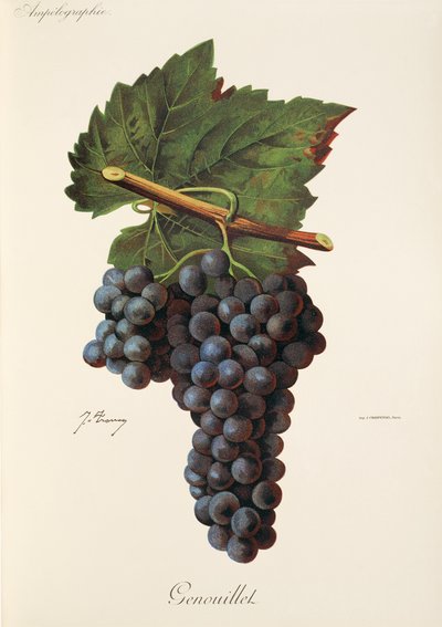Raisin Genouillet par J. Troncy - Jules Troncy