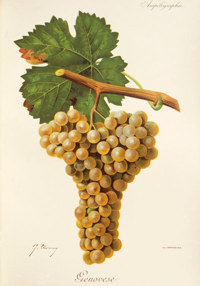 Raisin Genovese par J. Troncy - Jules Troncy