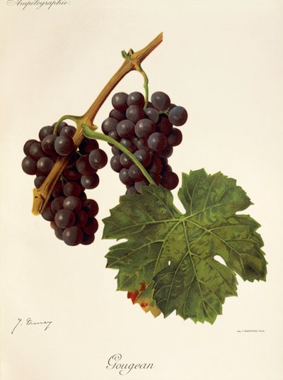 Gougean - Jules Troncy