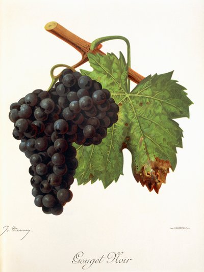 Gouget Noir - Jules Troncy