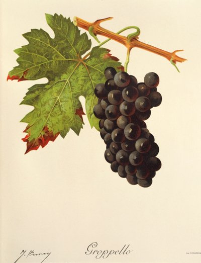 Groppello - Jules Troncy