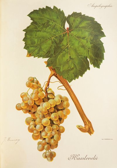 Raisin Harslevelu - Jules Troncy