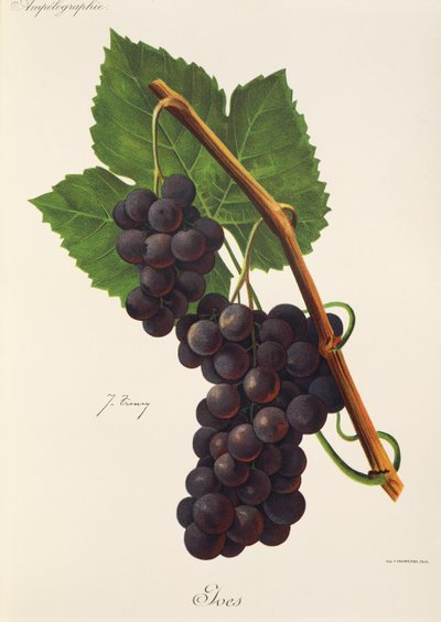 Raisin Ives par J. Troncy - Jules Troncy