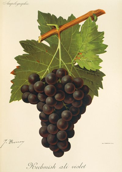 Raisin Kechmish Ali Violet - Jules Troncy