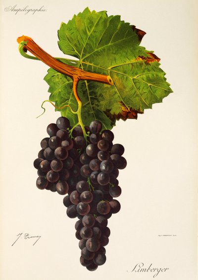 Raisin Limberger - Jules Troncy