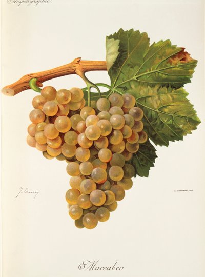 Raisin Maccabeo - Jules Troncy