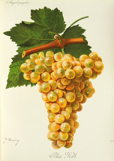 Raisin Marsanne - Jules Troncy