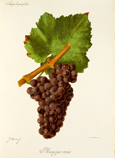 Mauzac Rose - Jules Troncy