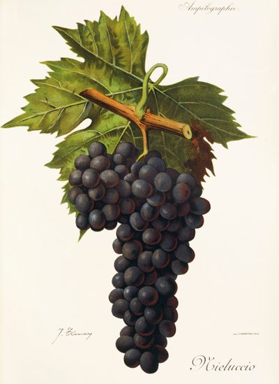 Mieluccio - Jules Troncy
