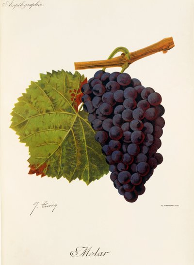 Raisin Molar par J. Troncy - Jules Troncy