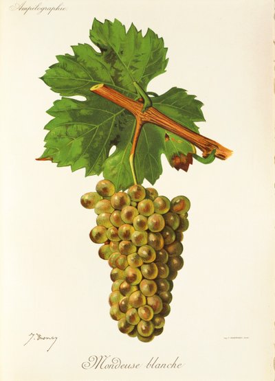Raisin Mondeuse Blanche - Jules Troncy