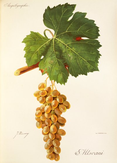 Raisin Mtsvani par J. Troncy - Jules Troncy