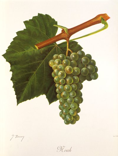 Raisin Noah - Jules Troncy