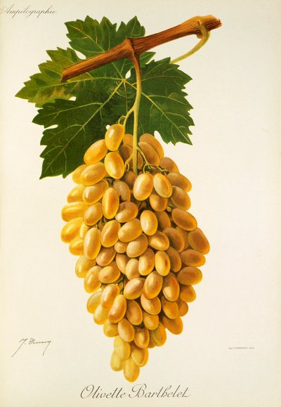 Raisin Olivette Barthelet par J. Troncy - Jules Troncy