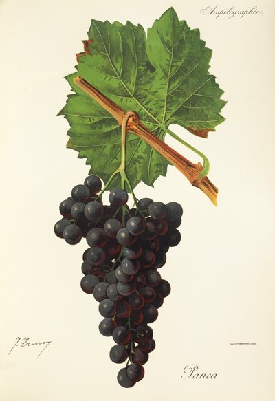Panea - Jules Troncy