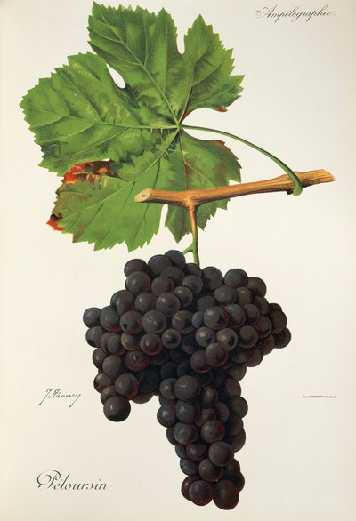 Peloursin - Jules Troncy