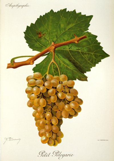 Raisin Petit Pelegarie par J. Troncy - Jules Troncy