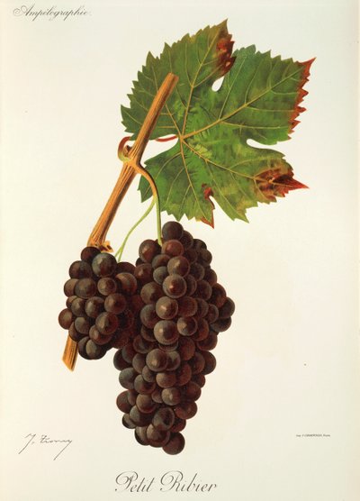 Raisin Petit Ribier - Jules Troncy