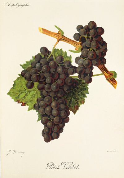 Petit Verdot - Jules Troncy