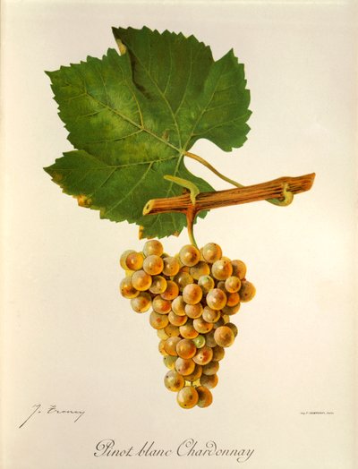 Pinot Blanc Chardonnay - Jules Troncy