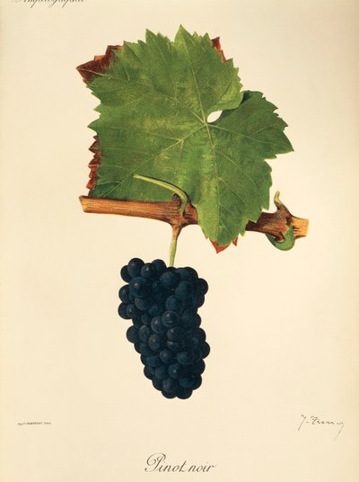 Pinot Noir - Jules Troncy