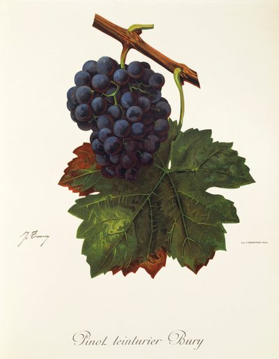 Raisin Pinot Teinturier Bury par J. Troncy - Jules Troncy