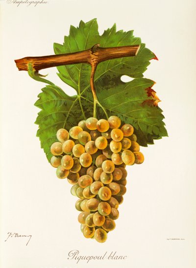 Raisin Piquepoul Blanc par J. Troncy - Jules Troncy