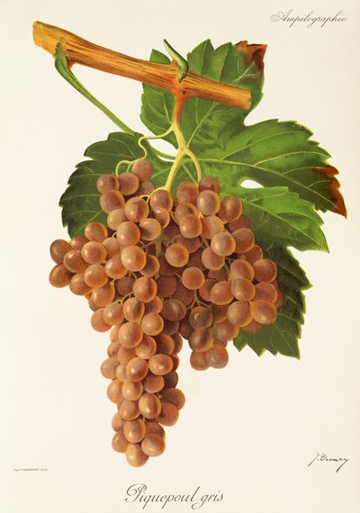 Raisin Piquepoul Gris - Jules Troncy