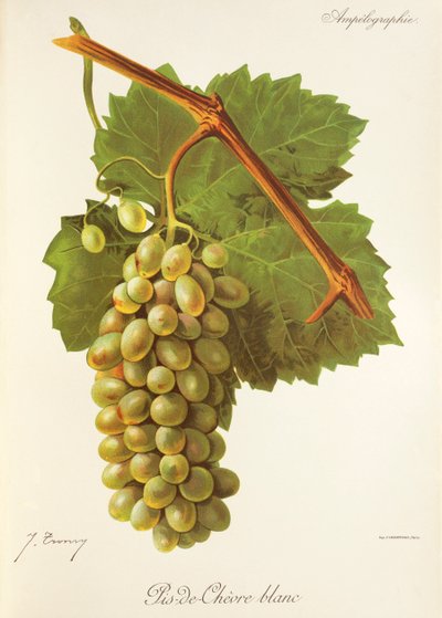 Raisin Pis-de-Chèvre Blanc - Jules Troncy