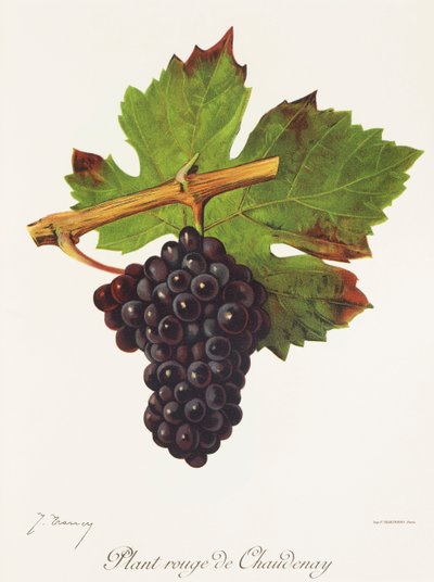 Plant Rouge de Chaudenay - Jules Troncy