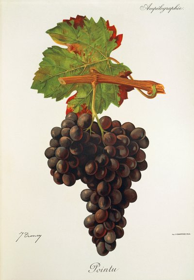 Raisin Pointu - Jules Troncy