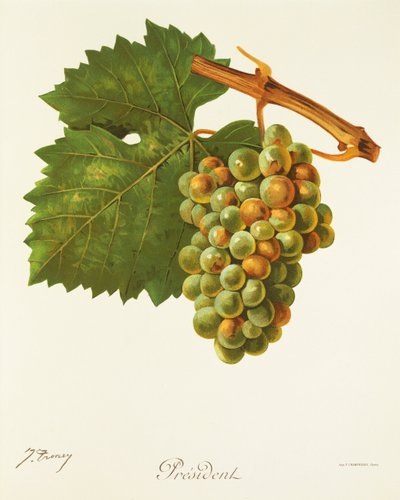 Raisin Président - Jules Troncy