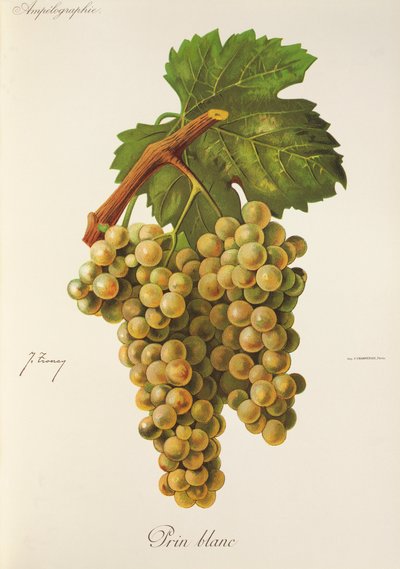 Raisin Prin Blanc - Jules Troncy