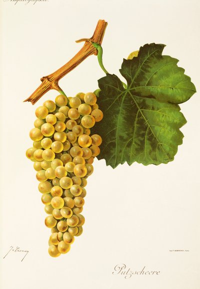 Raisin Putzscheere - Jules Troncy